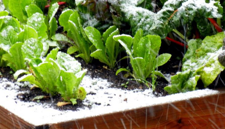 Semer des légumes en hiver : est-ce bien raisonnable ?