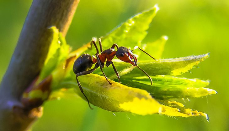 7 astuces naturelles pour éloigner les fourmis