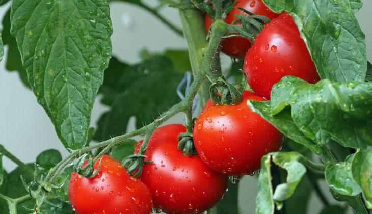 Faut-il supprimer les gourmands des plants de tomates ?