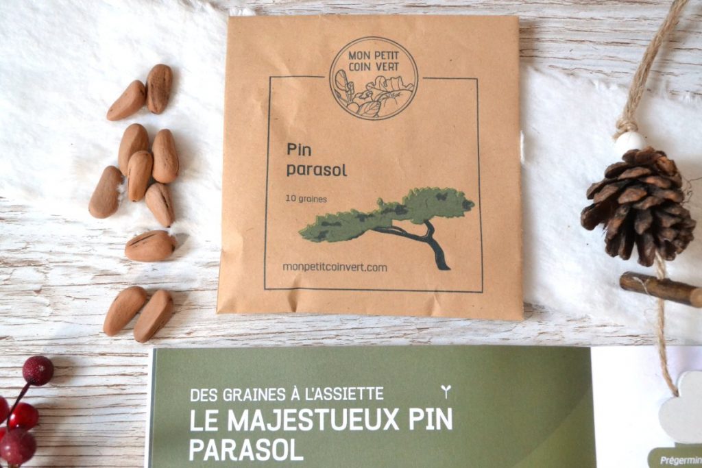 Sachet de graines de pin parasol Mon Petit Coin Vert