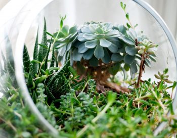 DIY : Comment créer son terrarium en 5 étapes