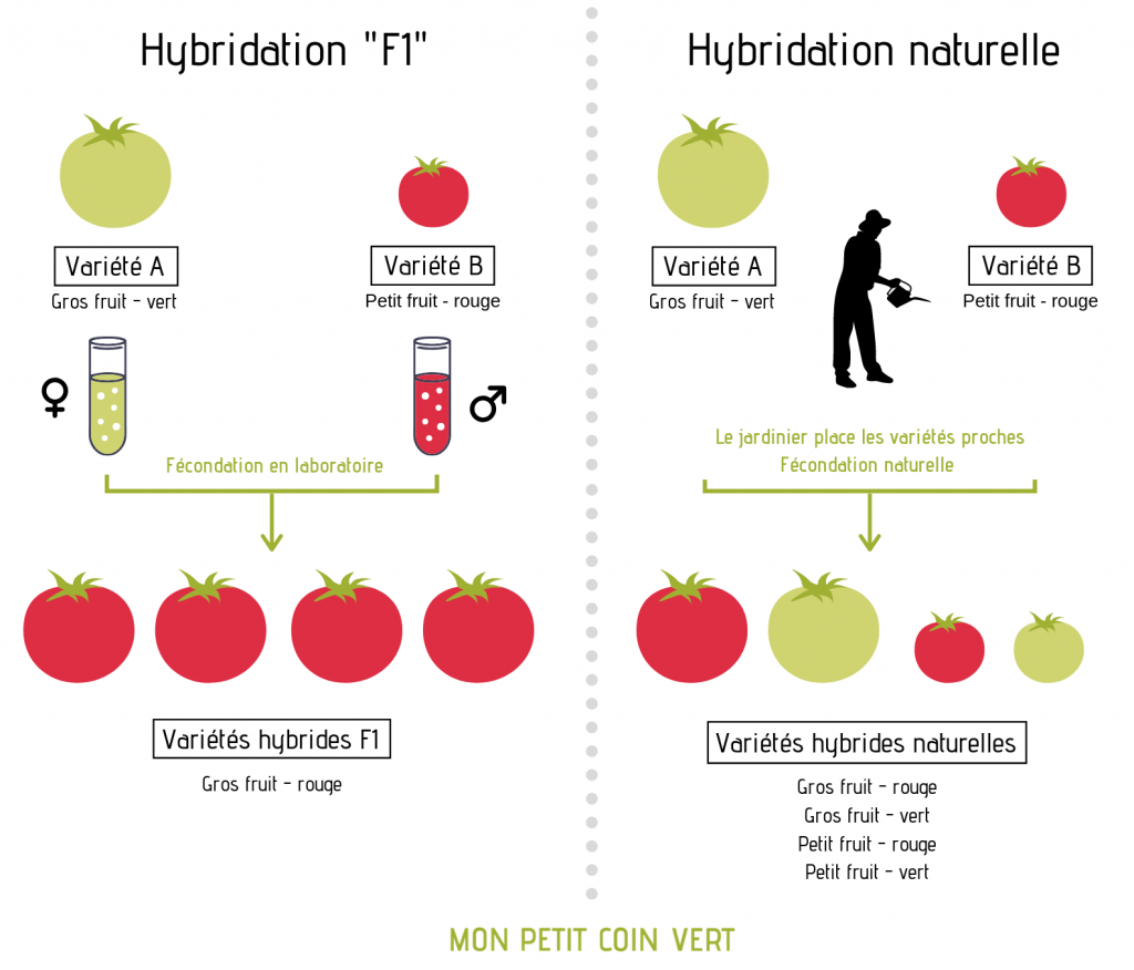 Différence entre hybridation F1 et hybridation naturelle