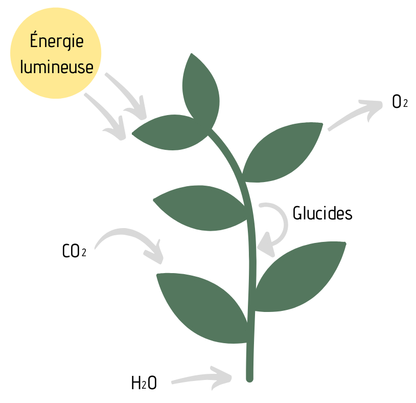 Le processus de photosynthèse