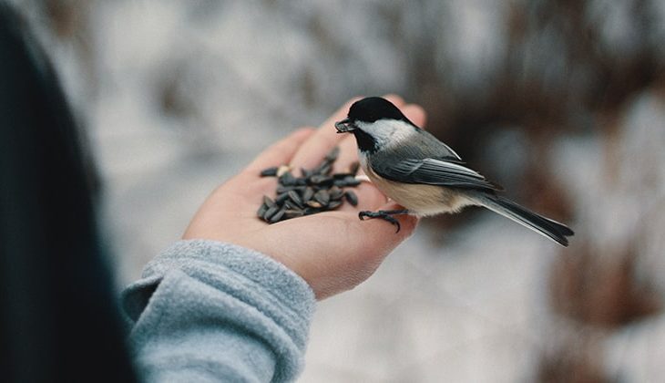 Comment aider les oiseaux à se nourrir durant l’hiver?
