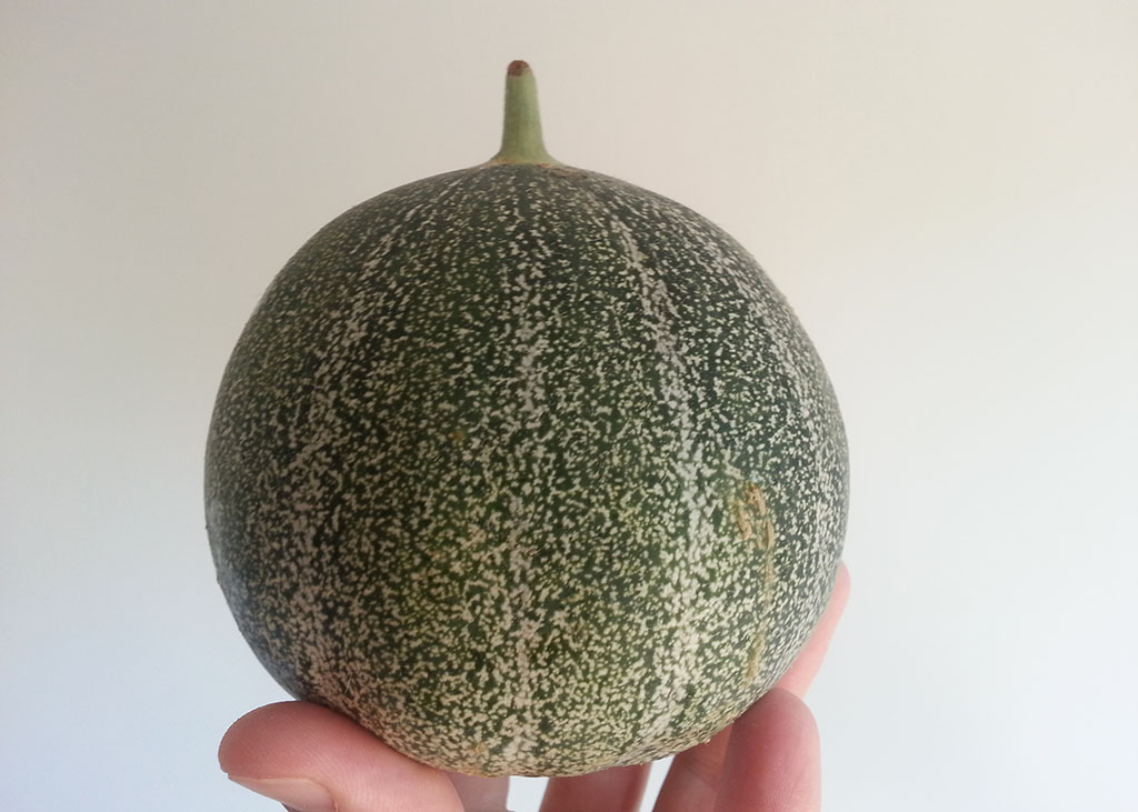 25 graines de melon Bio Petit gris de Rennes  mon jardin Bretagne Permaculture u